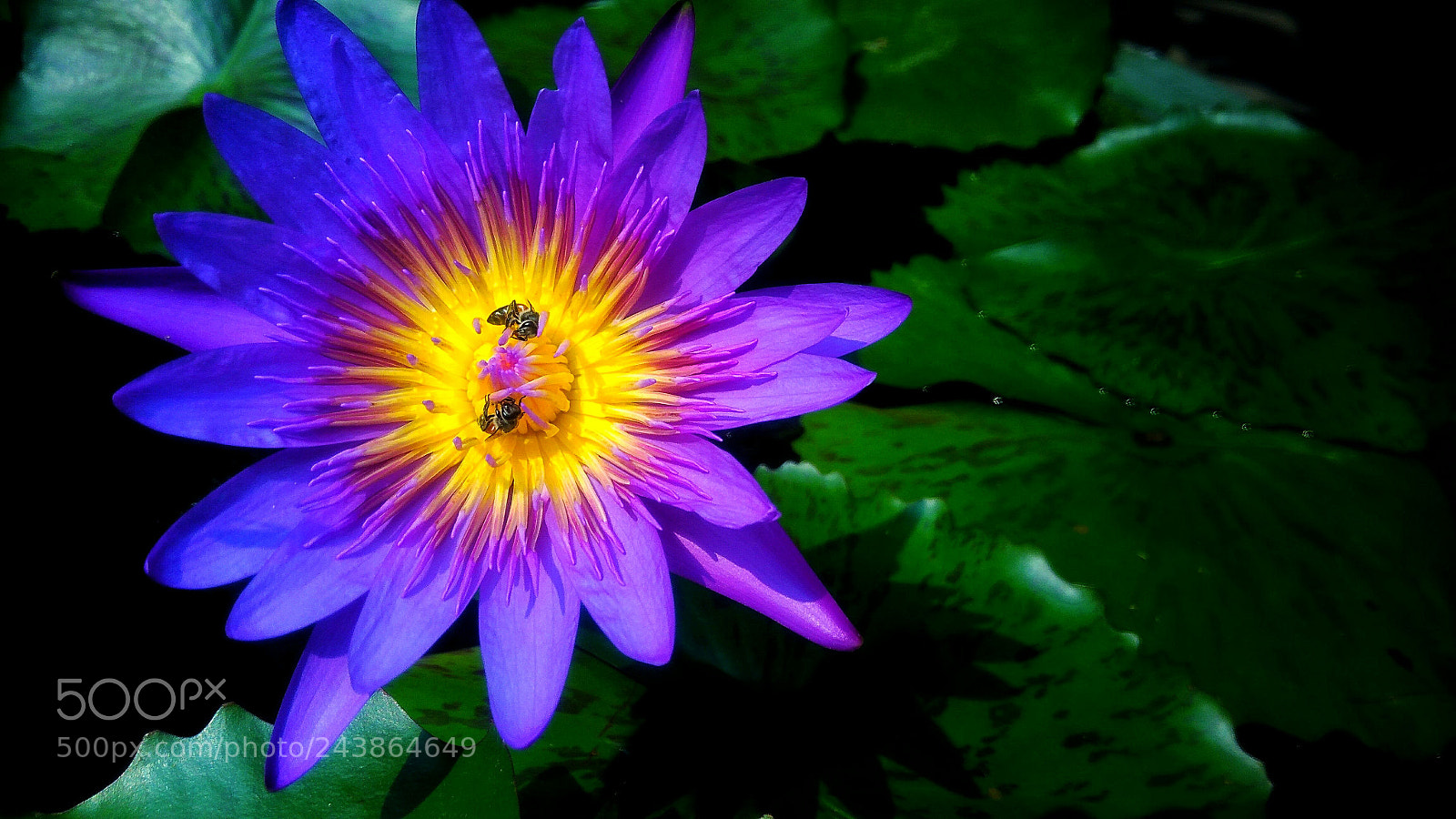 ASUS ZenFone 3 Max (ZC553KL) sample photo. Beautiful purple flower photography