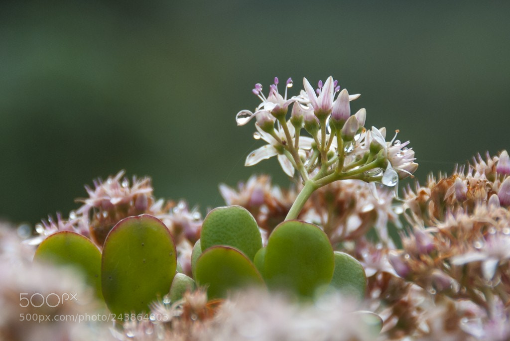 Nikon D3000 sample photo. Untitled photography