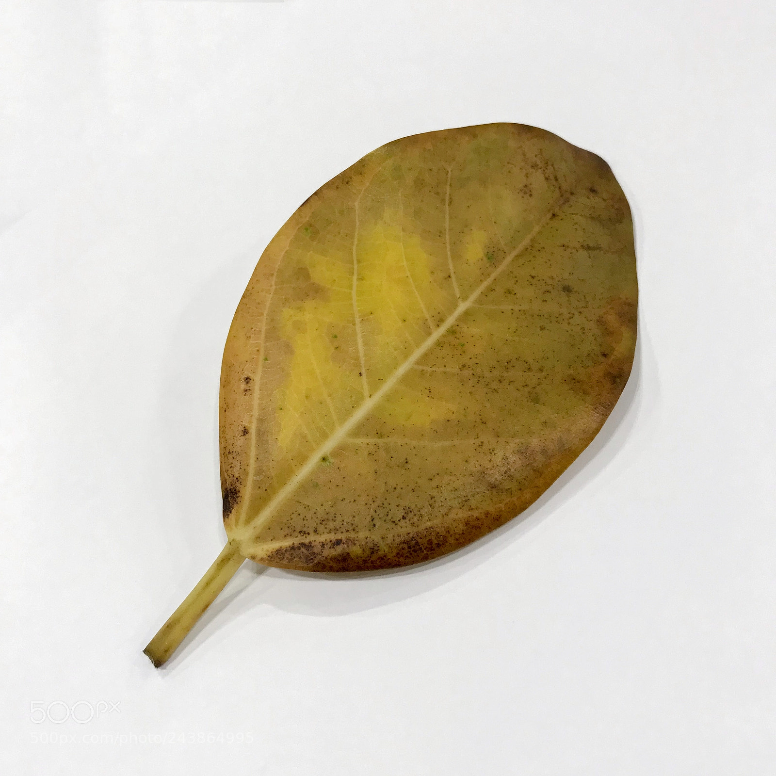 Apple iPhone 7 sample photo. 사무실 화분 낙엽 맨날 떨어져 leaf photography