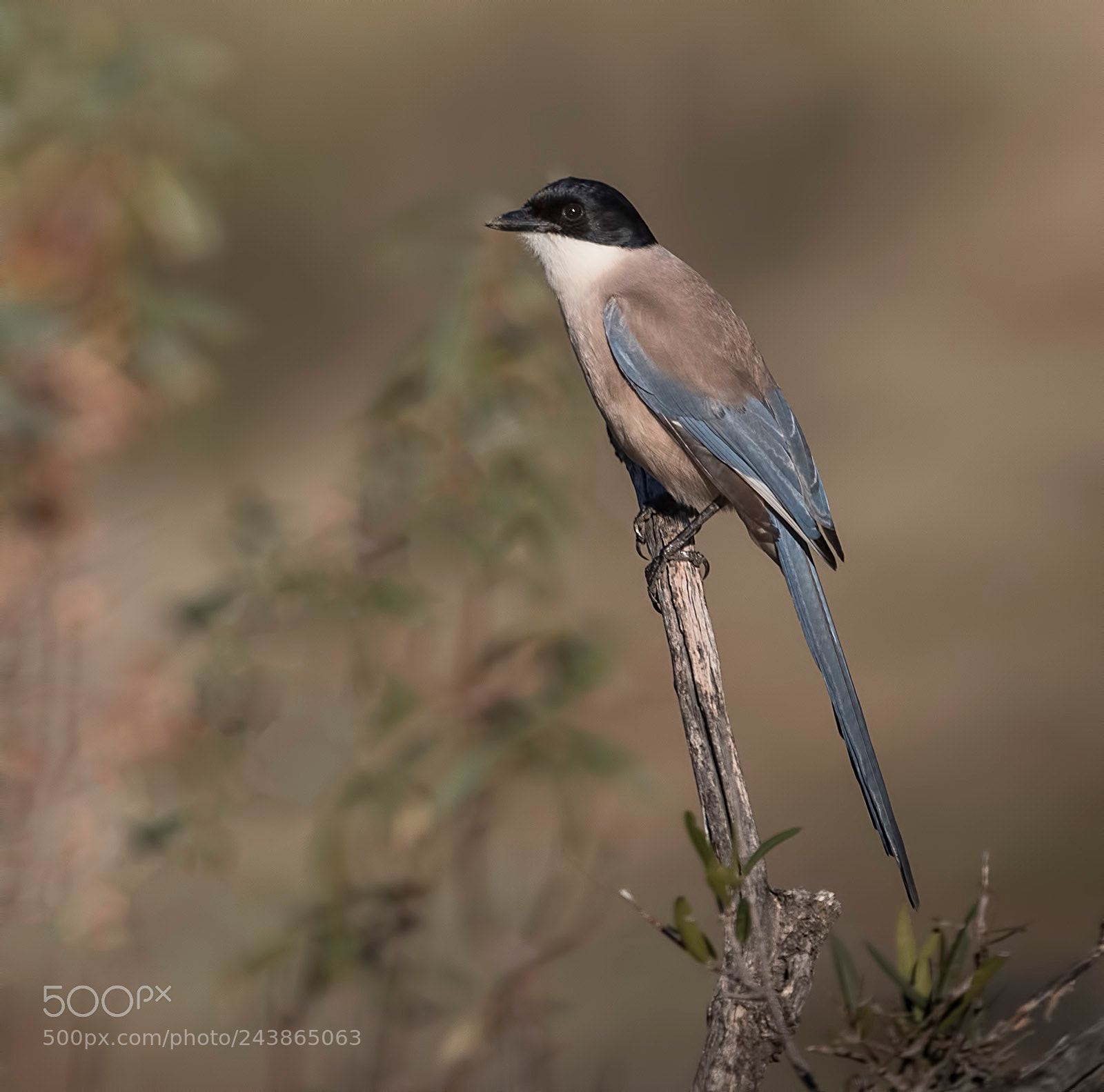 Canon EOS-1D X Mark II sample photo. Azure winged magpie photography