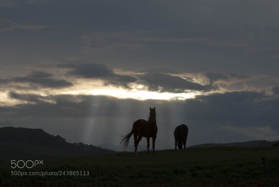 Nikon D200 sample photo. Caballos - cantabria photography