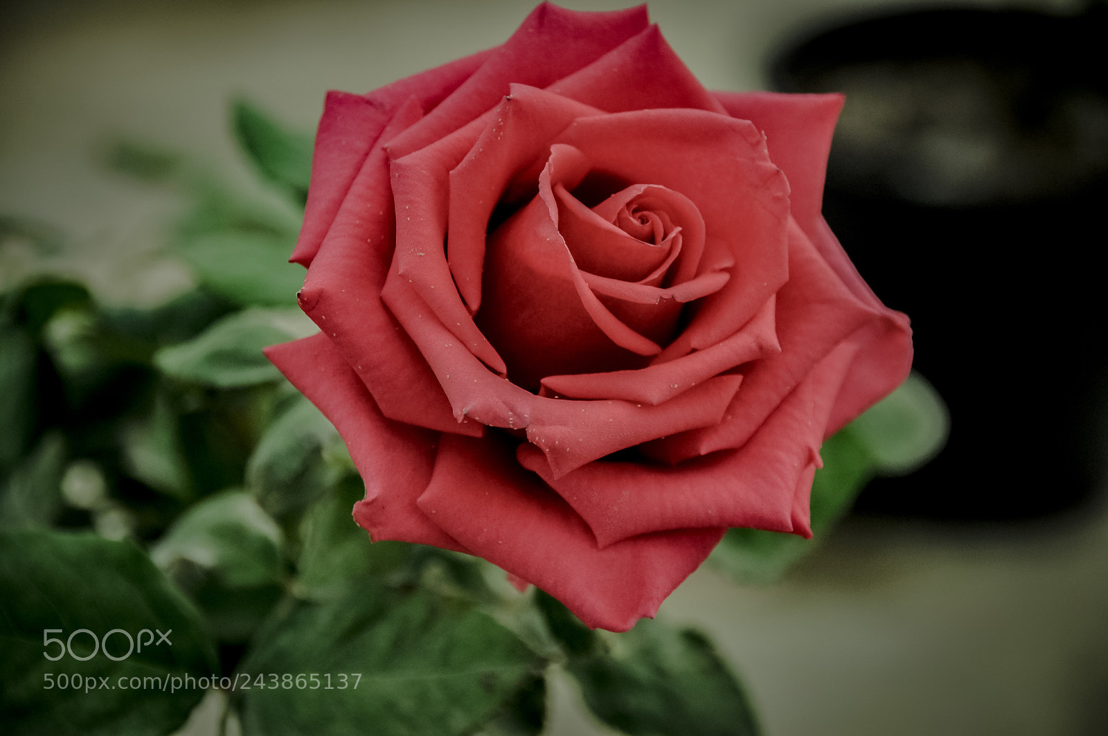 Nikon D90 sample photo. Untitled photography