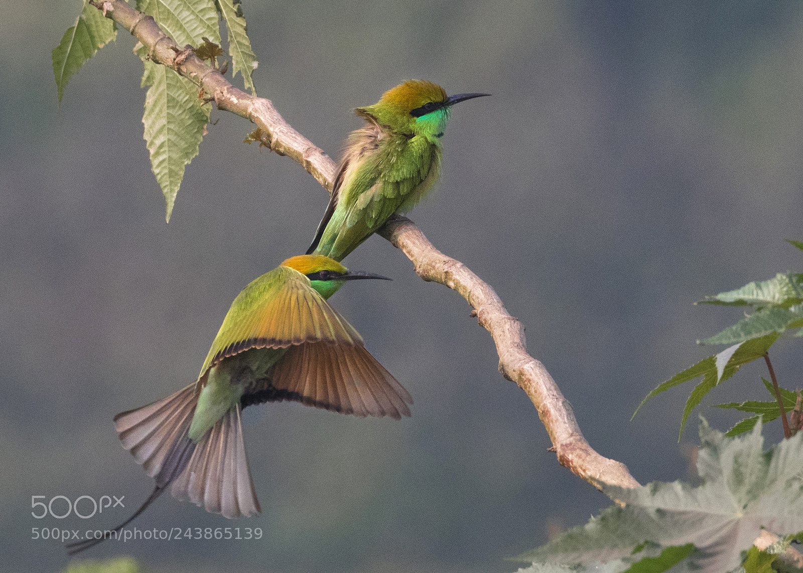 Nikon D7500 sample photo. Green bee eater photography