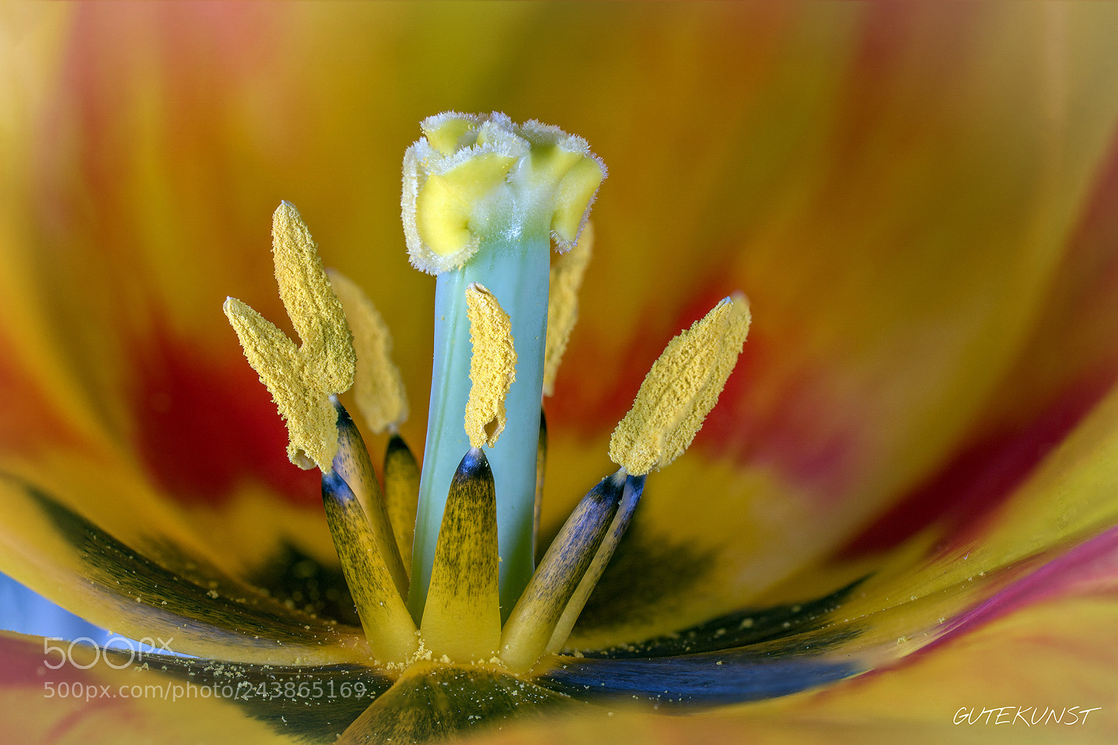 Sony ILCA-77M2 sample photo. Tulip n°1 photography