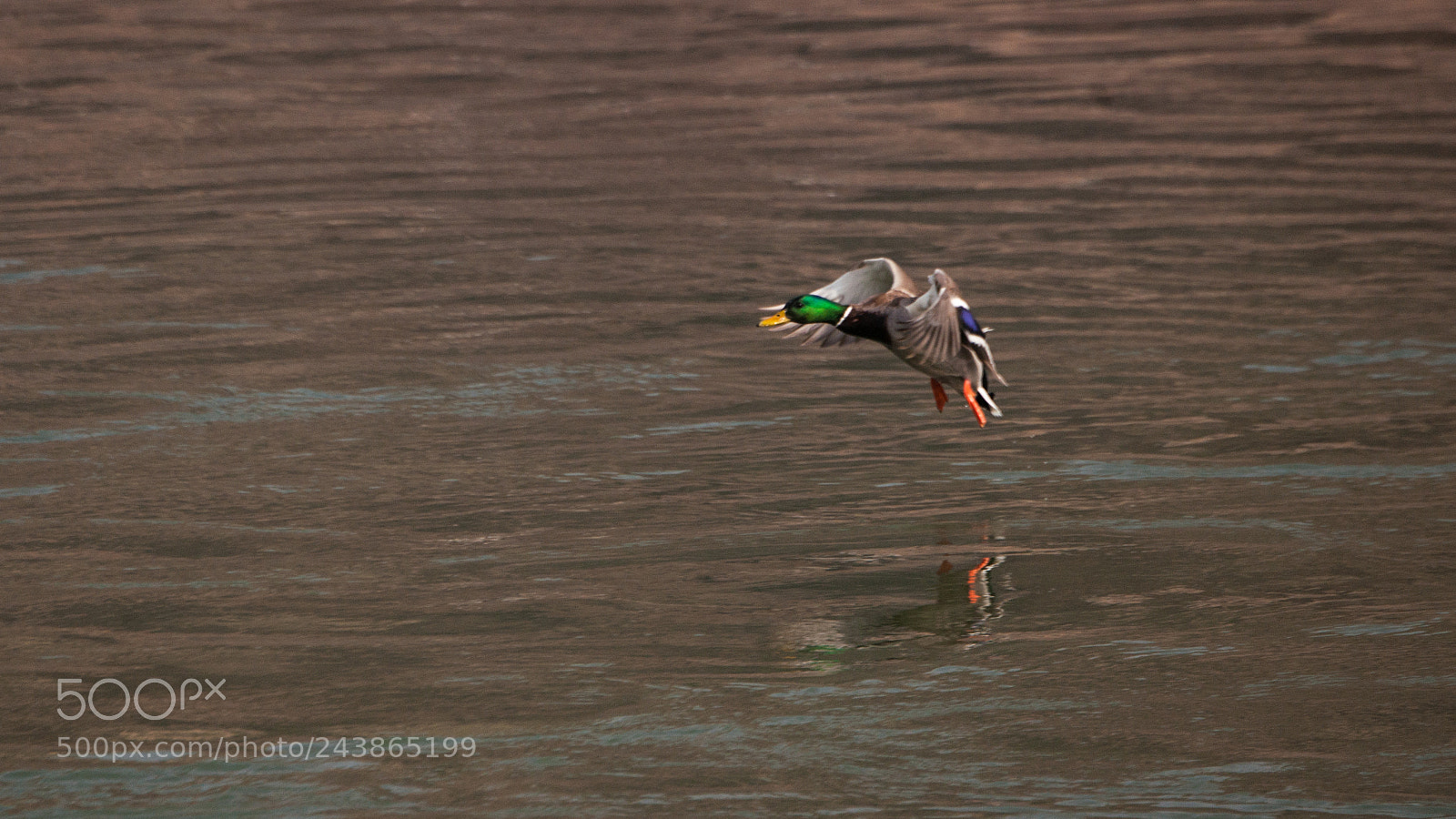 Nikon D3X sample photo. Flying ducks fall photography
