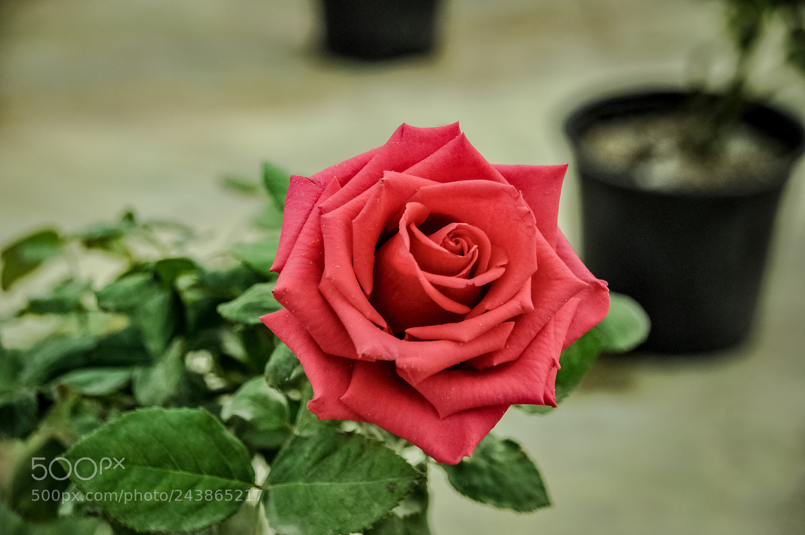 Nikon D90 sample photo. Untitled photography