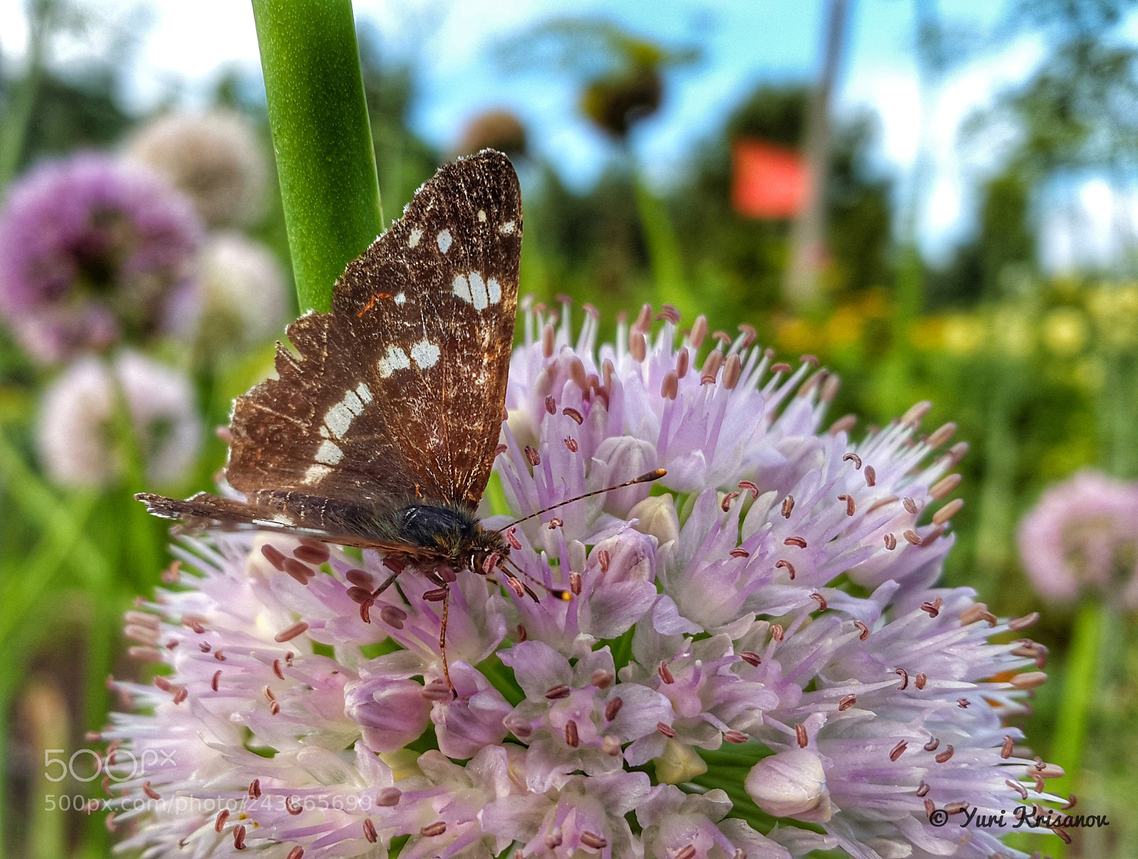 Samsung Galaxy Alpha sample photo. Butterfly araschnia levana on photography
