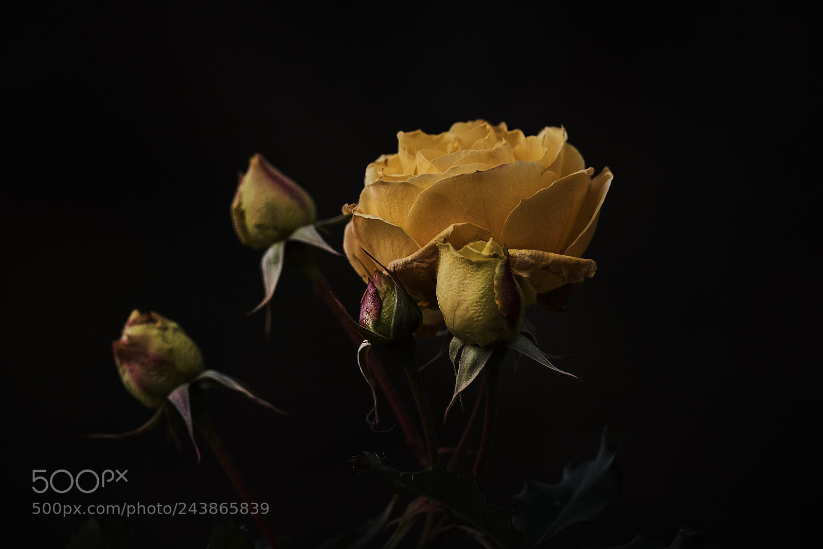 Sony a99 II sample photo. Yellow one photography