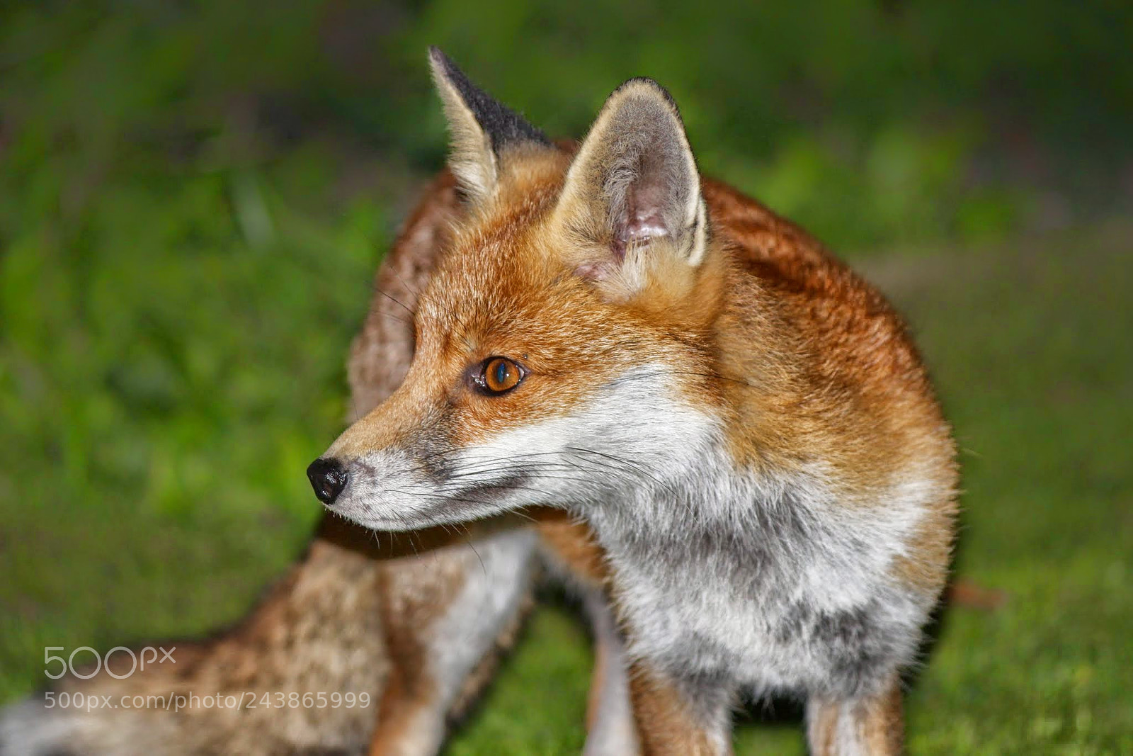 Canon EF-S 55-250mm F4-5.6 IS II sample photo. Mangie the fox photography