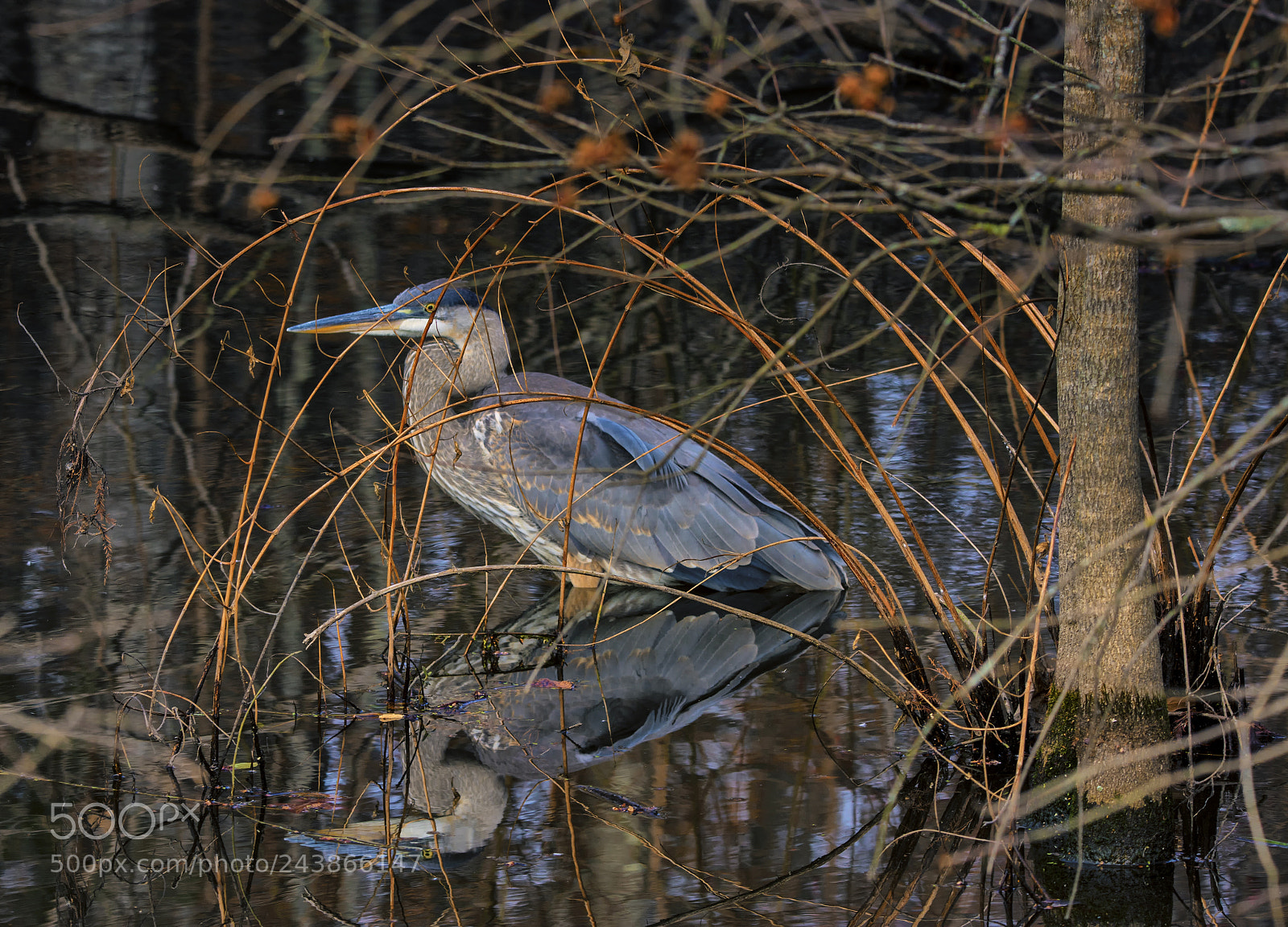 Nikon D7100 sample photo. Great blue heron photography