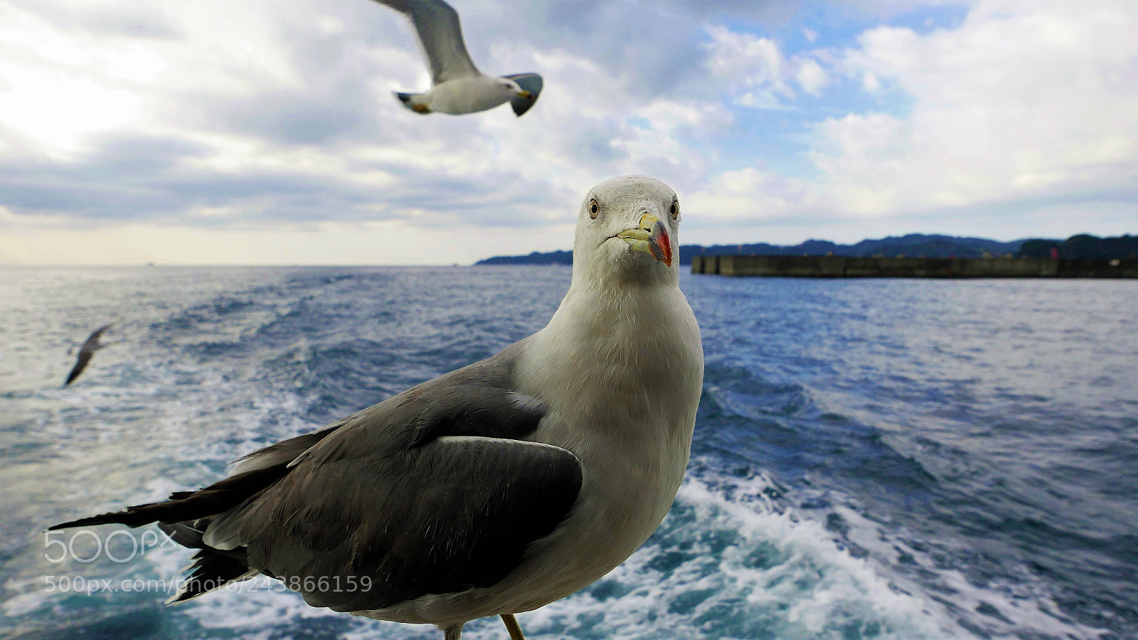 Panasonic Lumix DMC-LX100 sample photo. Hello,i am a seagull photography
