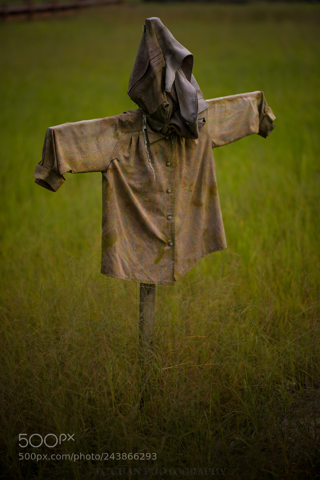 Nikon D800E sample photo. Scarecrow 稻草人 photography