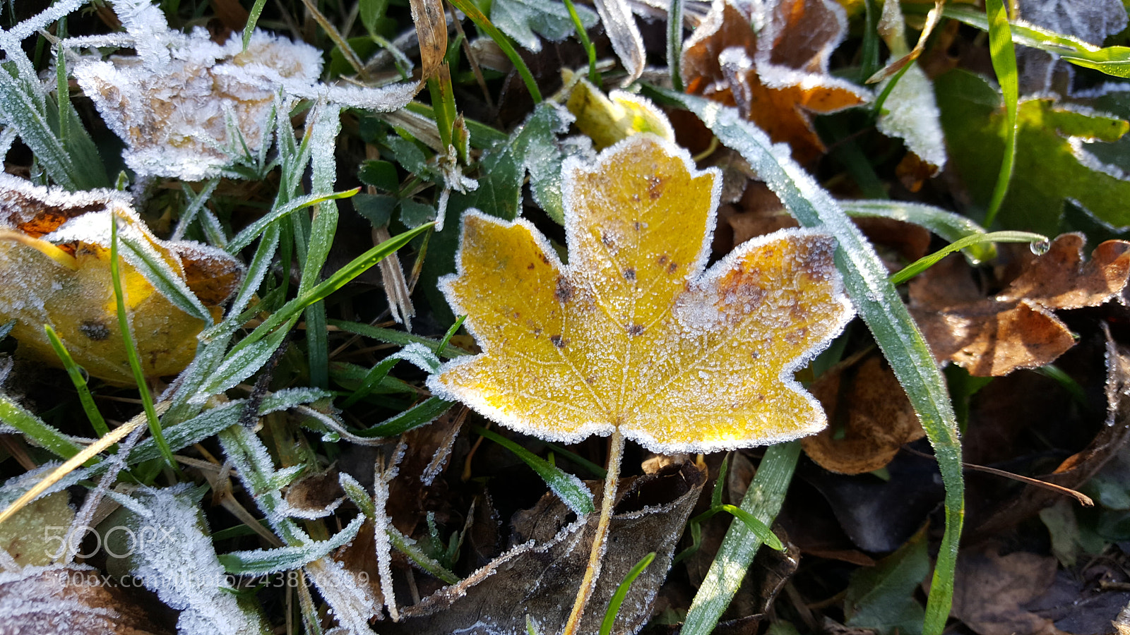 Samsung GALAXY S6 edge sample photo. Untitled photography