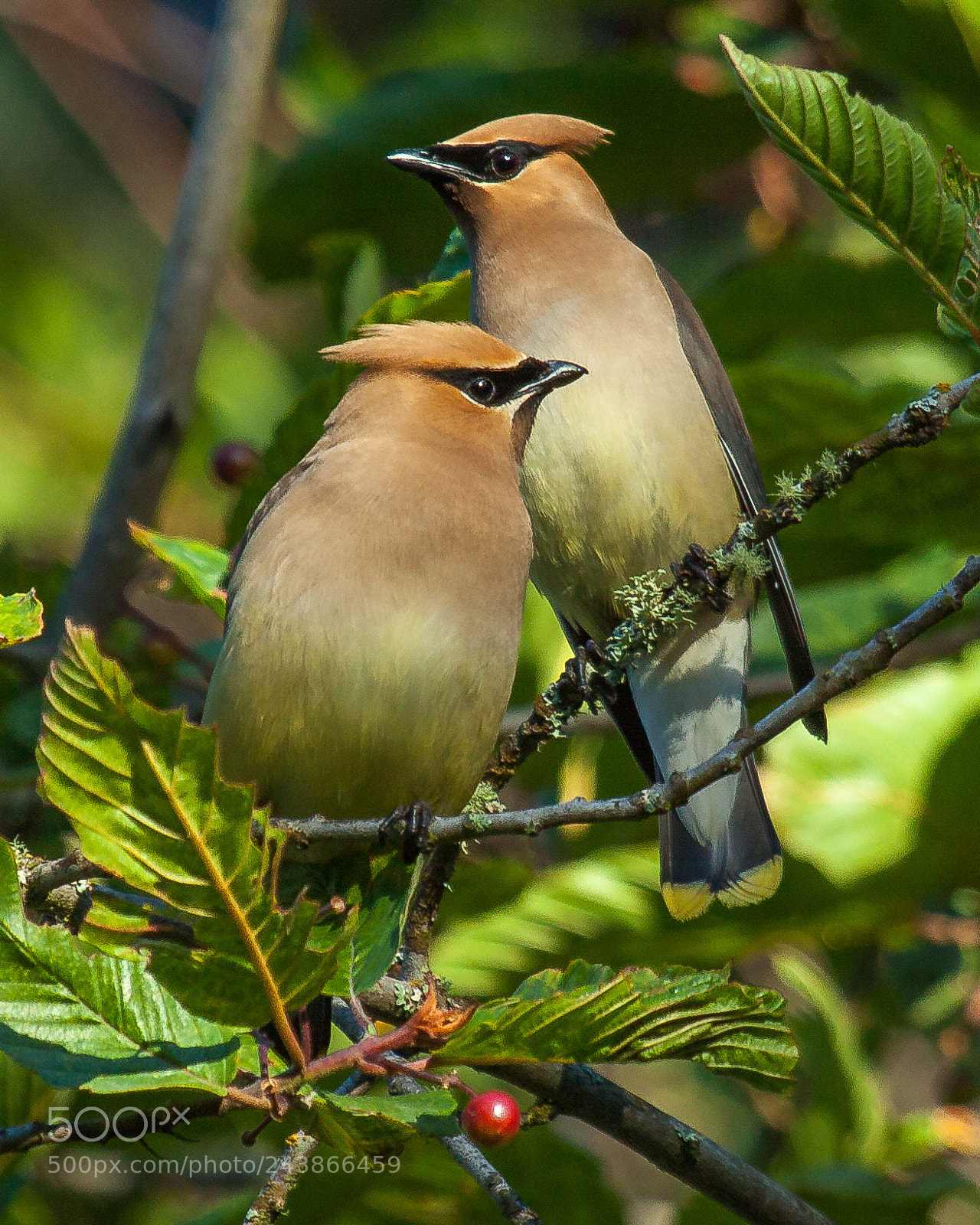 Canon EOS 50D sample photo. Cedar waxwings photography