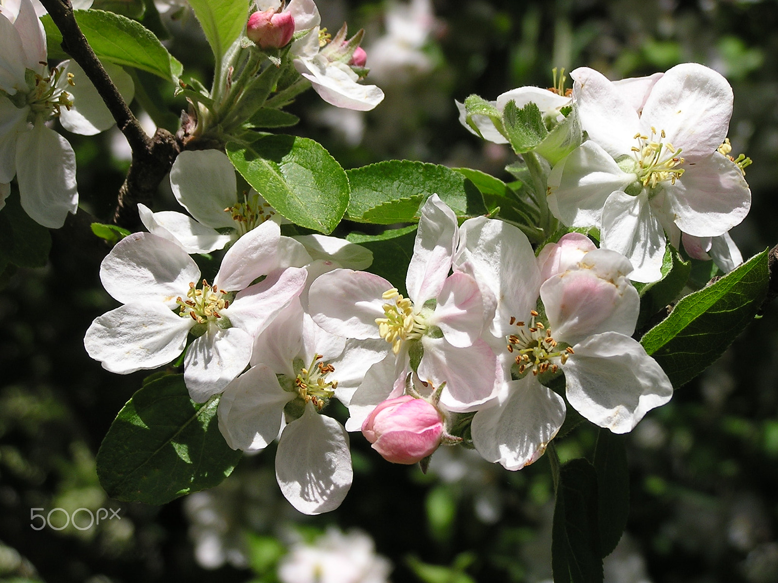 Olympus C740UZ sample photo. Apple blossom pippin photography