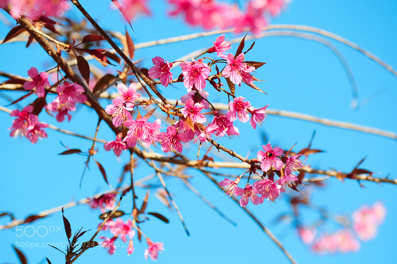 Nikon D5000 sample photo. Little cherry blossom photography