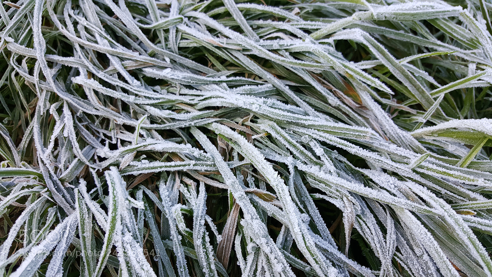 Samsung GALAXY S6 edge sample photo. Untitled photography