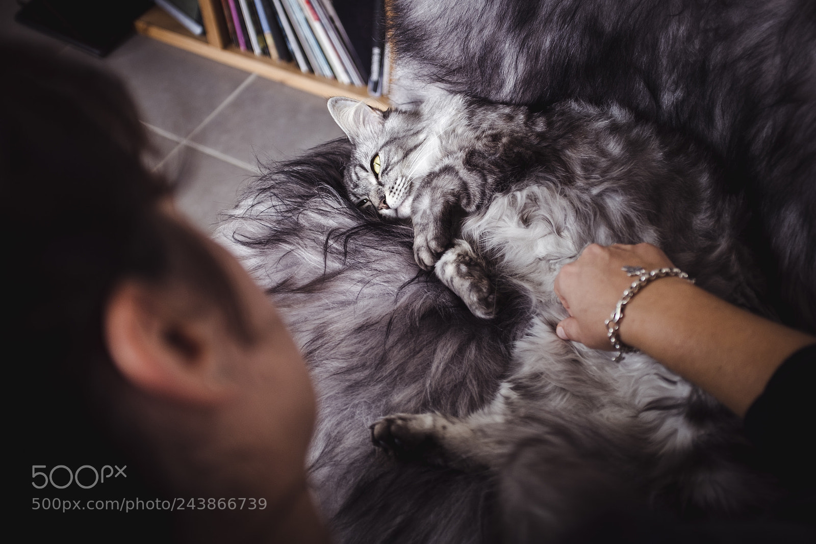 Fujifilm X100T sample photo. My little cat photography