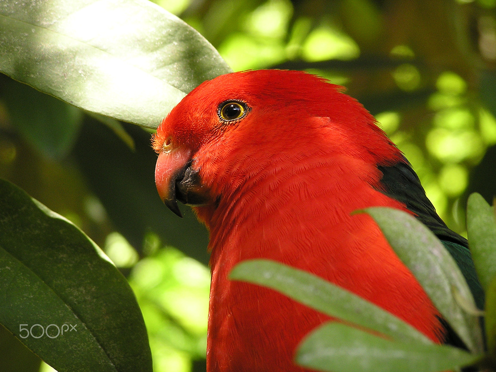 Olympus C740UZ sample photo. Australian king parrot photography