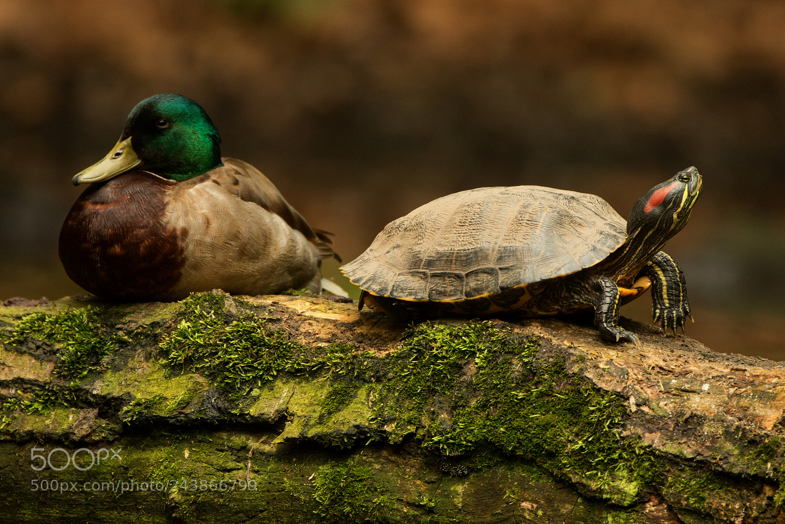 Canon EOS 7D Mark II sample photo. Mallard red ear photography