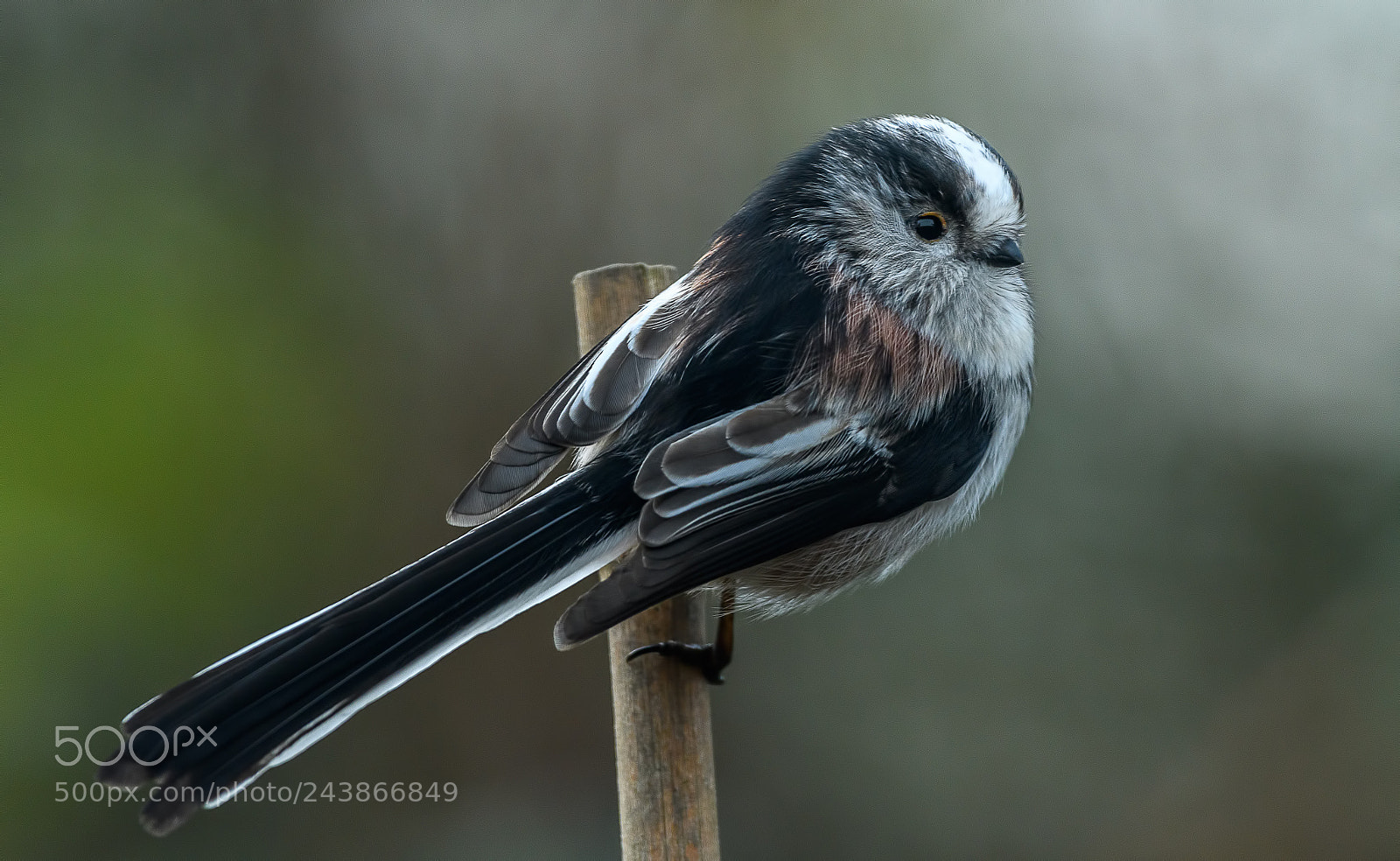 Nikon D500 sample photo. Long-tailed tit portrait photography