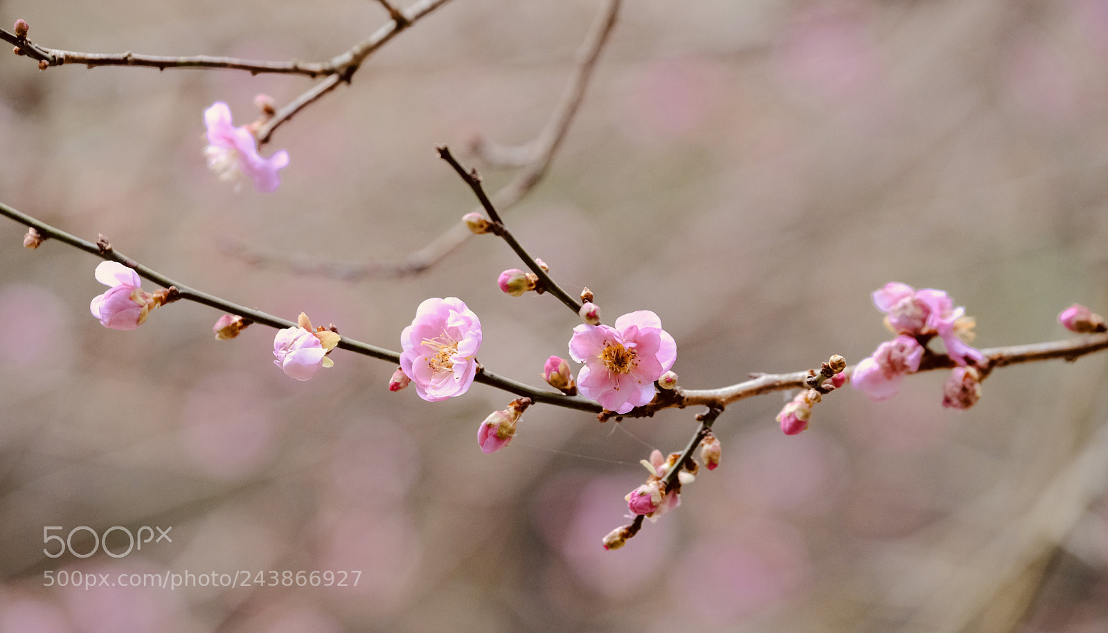 Fujifilm X-T2 sample photo. Plum blossom photography