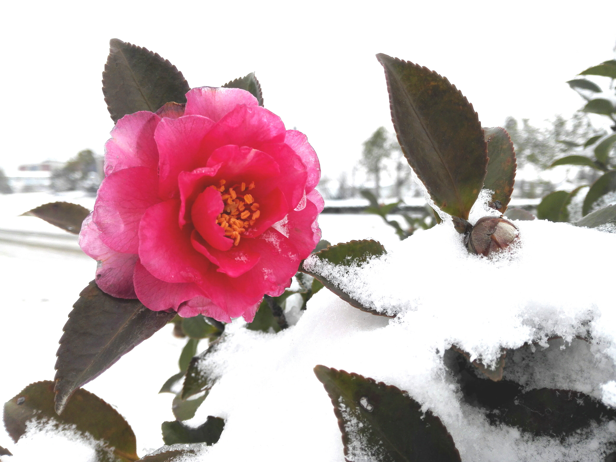 HUAWEI H60-L01 sample photo. Snow and camellia photography