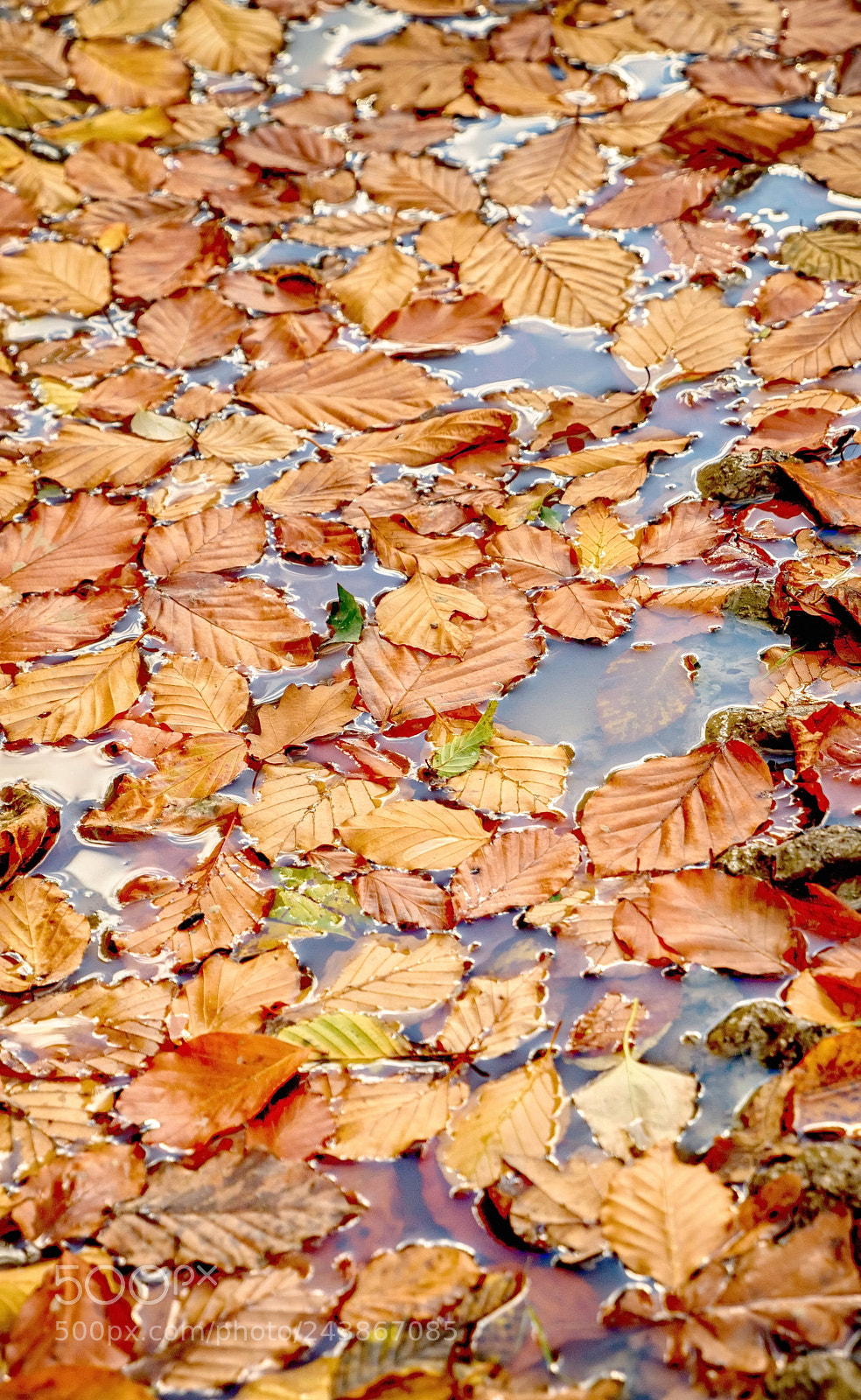 Nikon D610 sample photo. Leaves on water photography