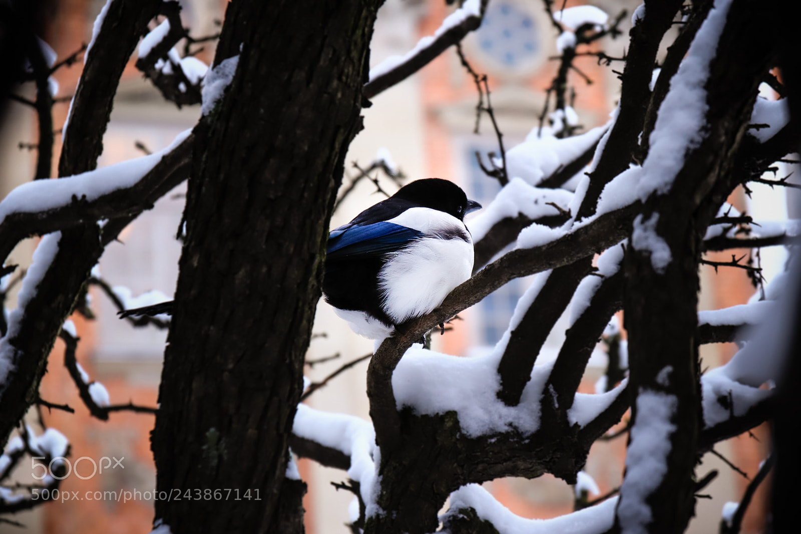 Canon EOS 77D (EOS 9000D / EOS 770D) sample photo. Hidden bird - stockholm photography