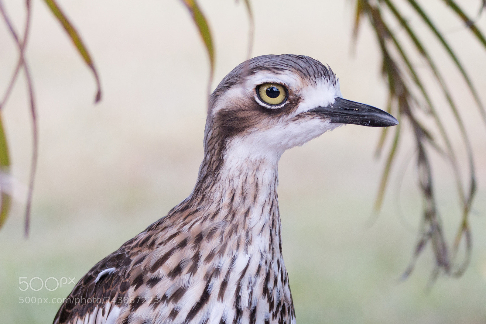 Canon EOS 70D sample photo. Curlew head shot photography