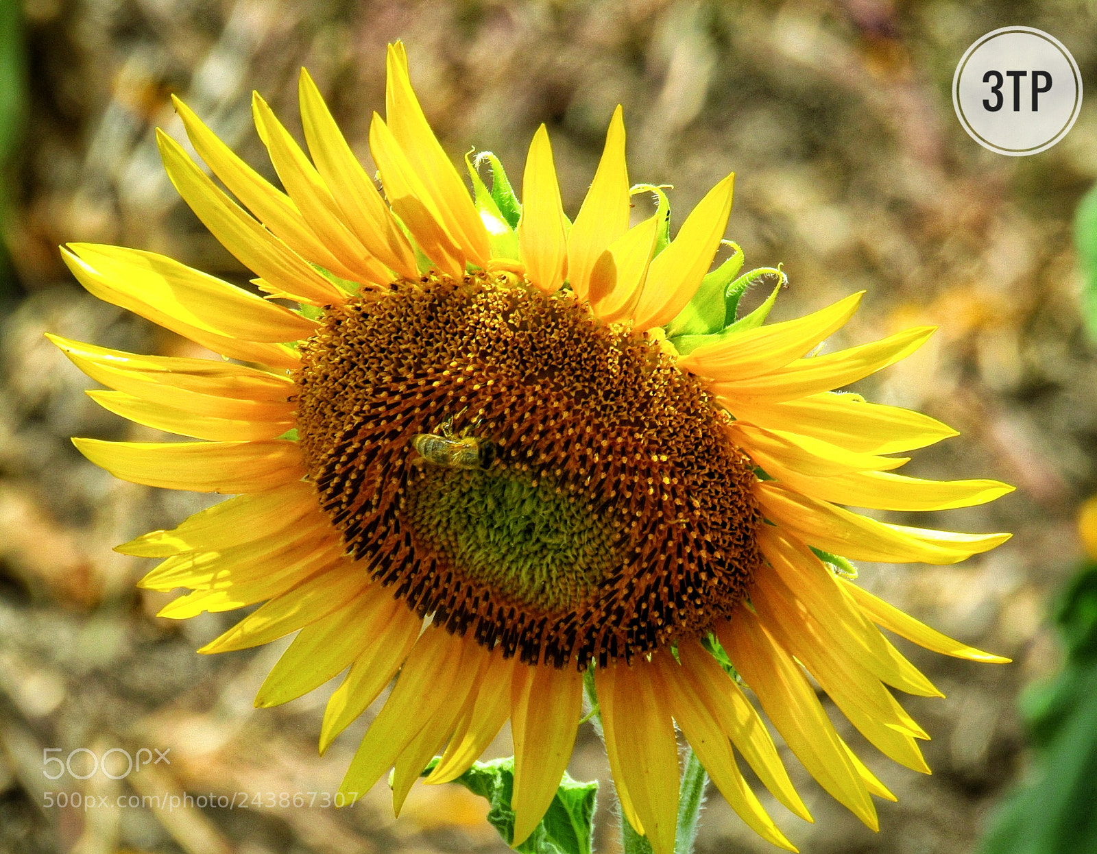 Canon POWERSHOT SX430 IS sample photo. Sunflower!!! photography