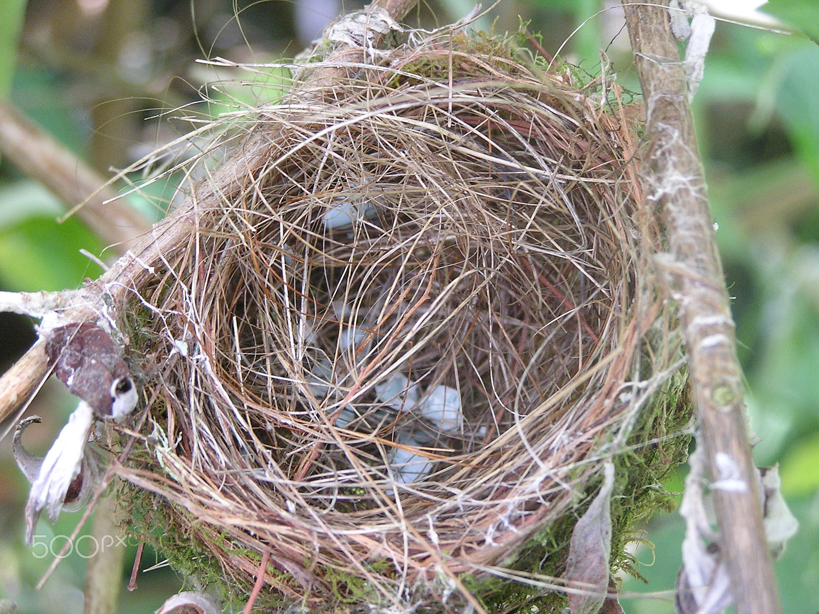 Olympus C740UZ sample photo. Fly the nest photography