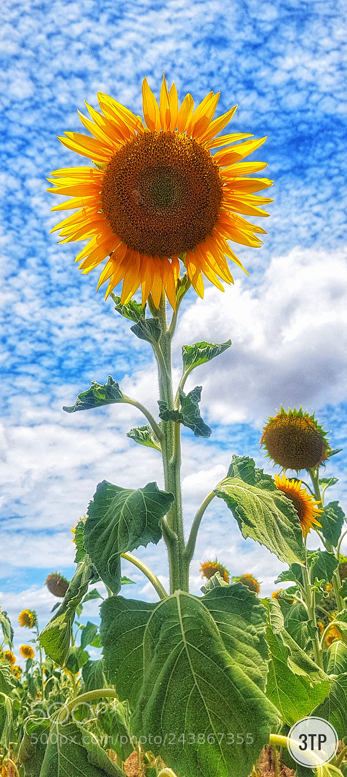 Samsung Galaxy S8+ sample photo. More sunflowers!!! photography