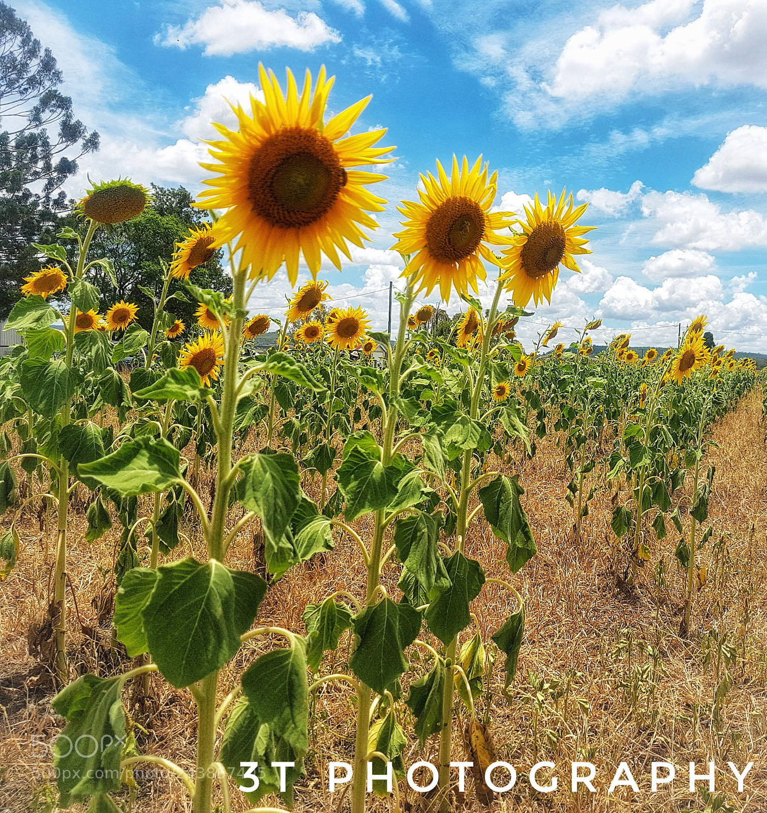 Samsung Galaxy S8+ sample photo. Even more sunflowers!!!!!!!!! photography