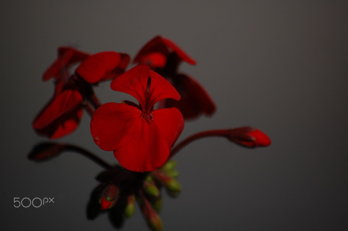 Nikon D40 sample photo. Red photography