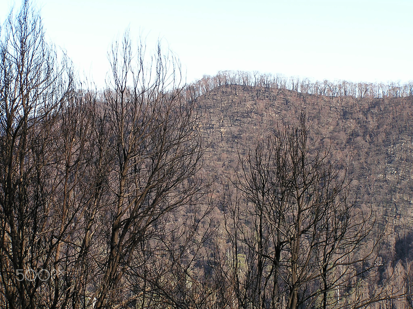Olympus C740UZ sample photo. National forest burnt from black saturday fires photography