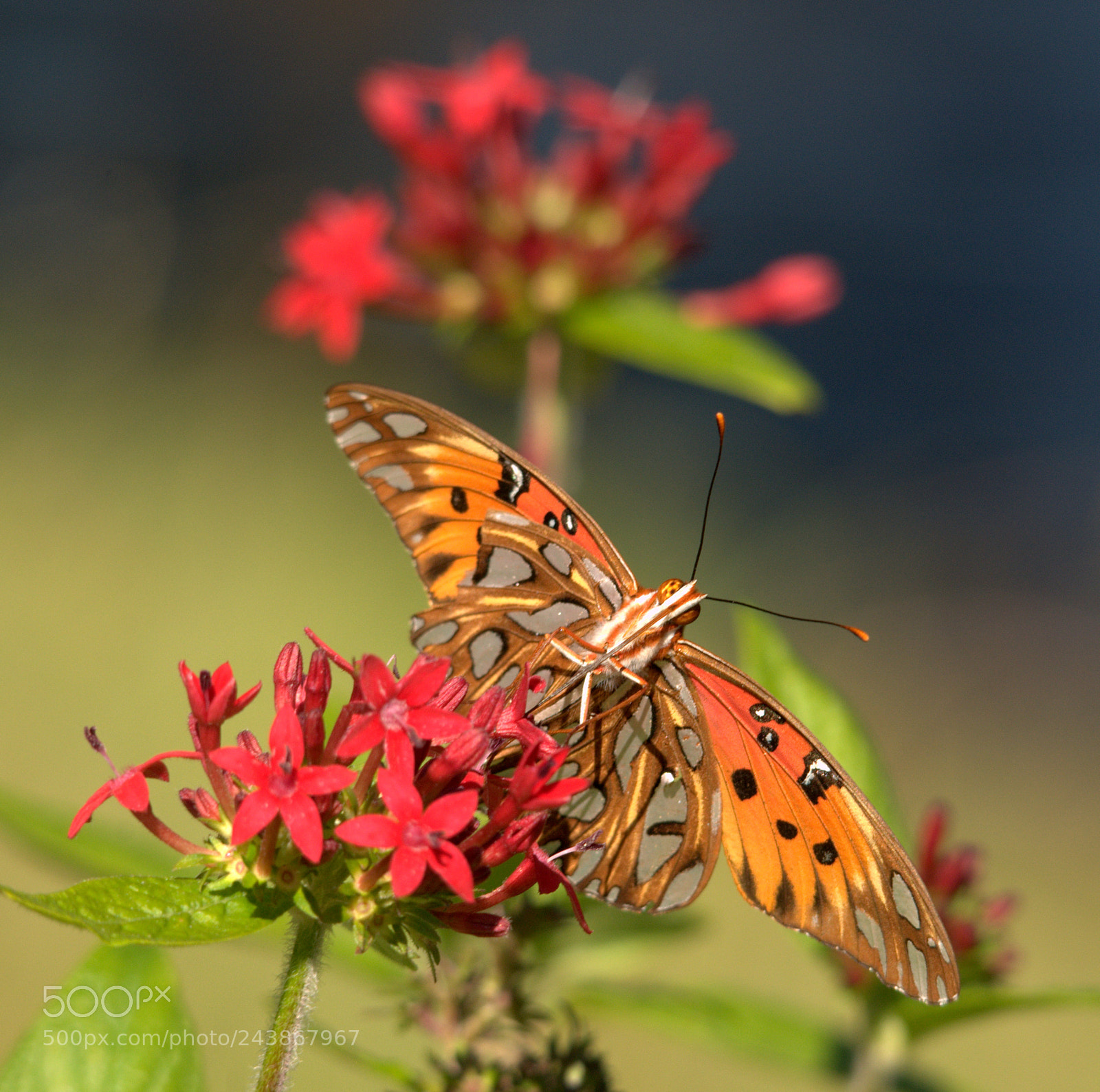 Nikon D300 sample photo. Butterfly photography