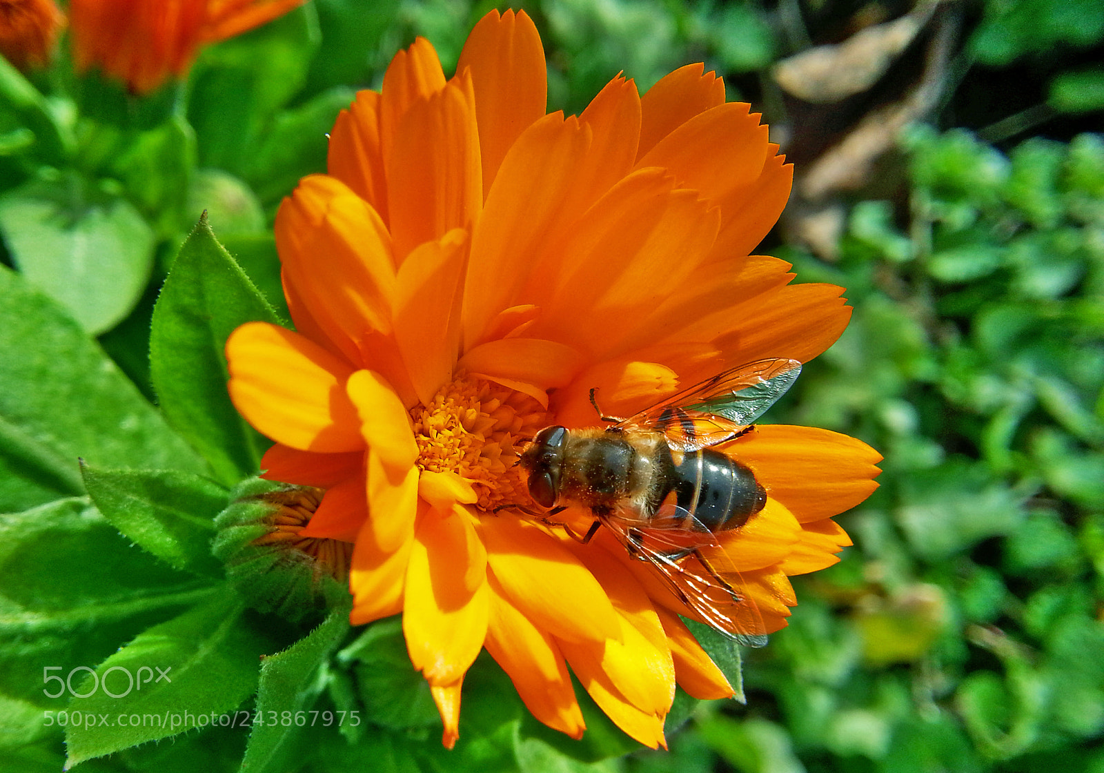 Samsung Galaxy Note2 sample photo. Flowers photography