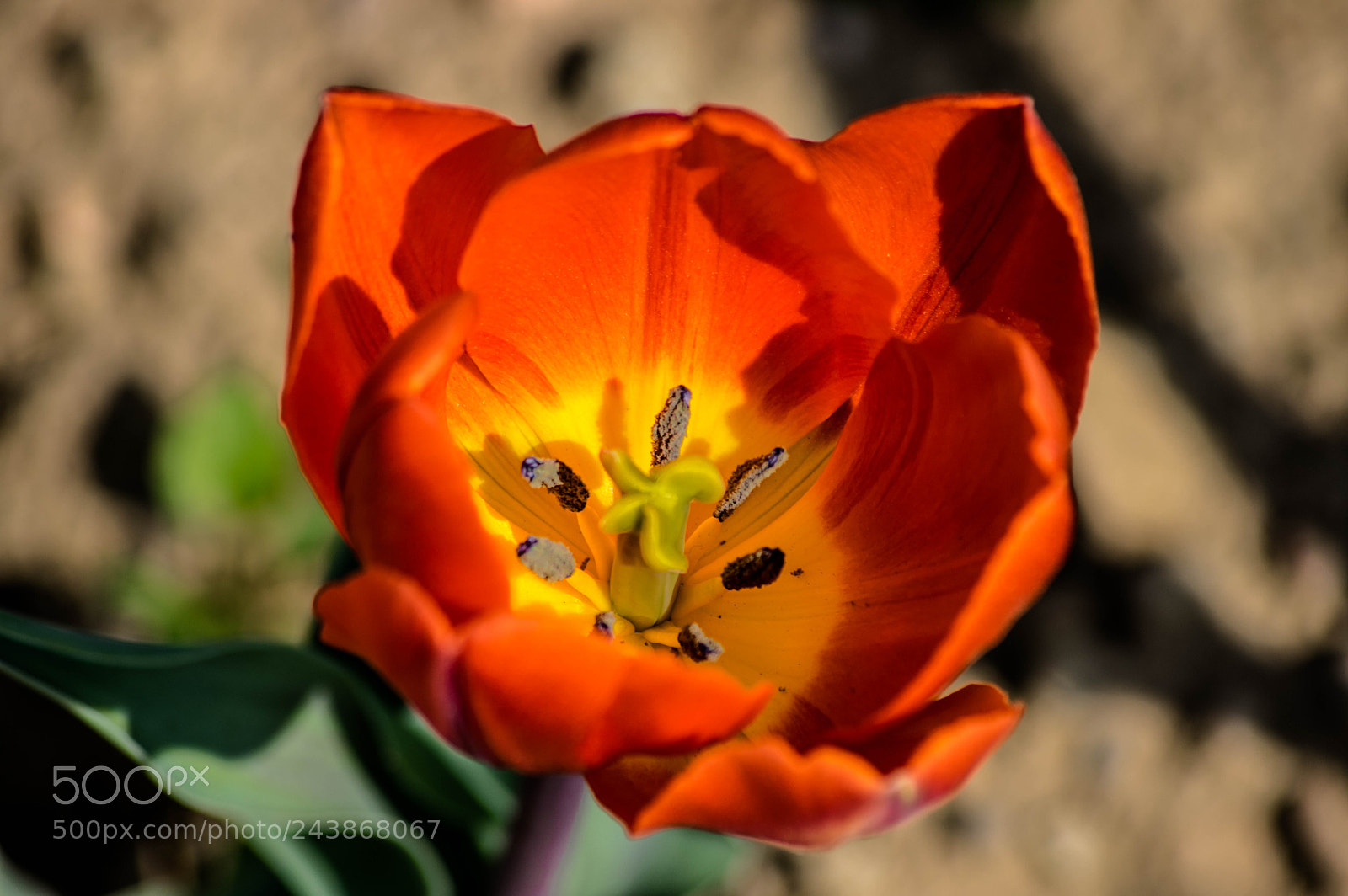 Pentax K-3 sample photo. Tulip photography