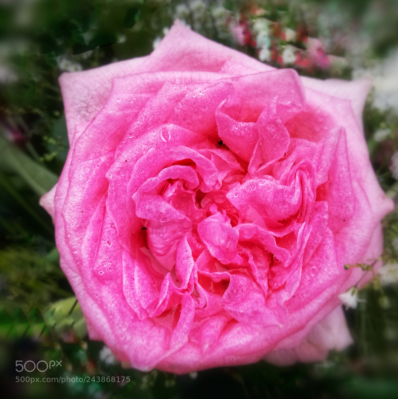 HUAWEI Honor 8 sample photo. Pink rose photography