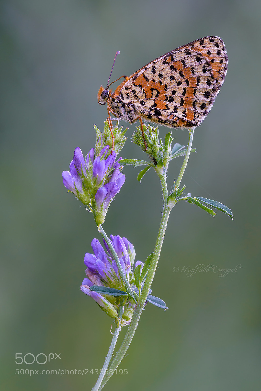 Nikon D7200 sample photo. Didyma su alfaalfa photography