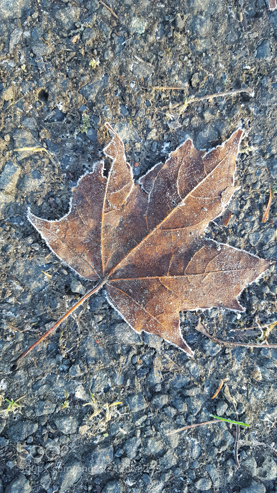 Samsung Galaxy S6 sample photo. Frozen leaf photography