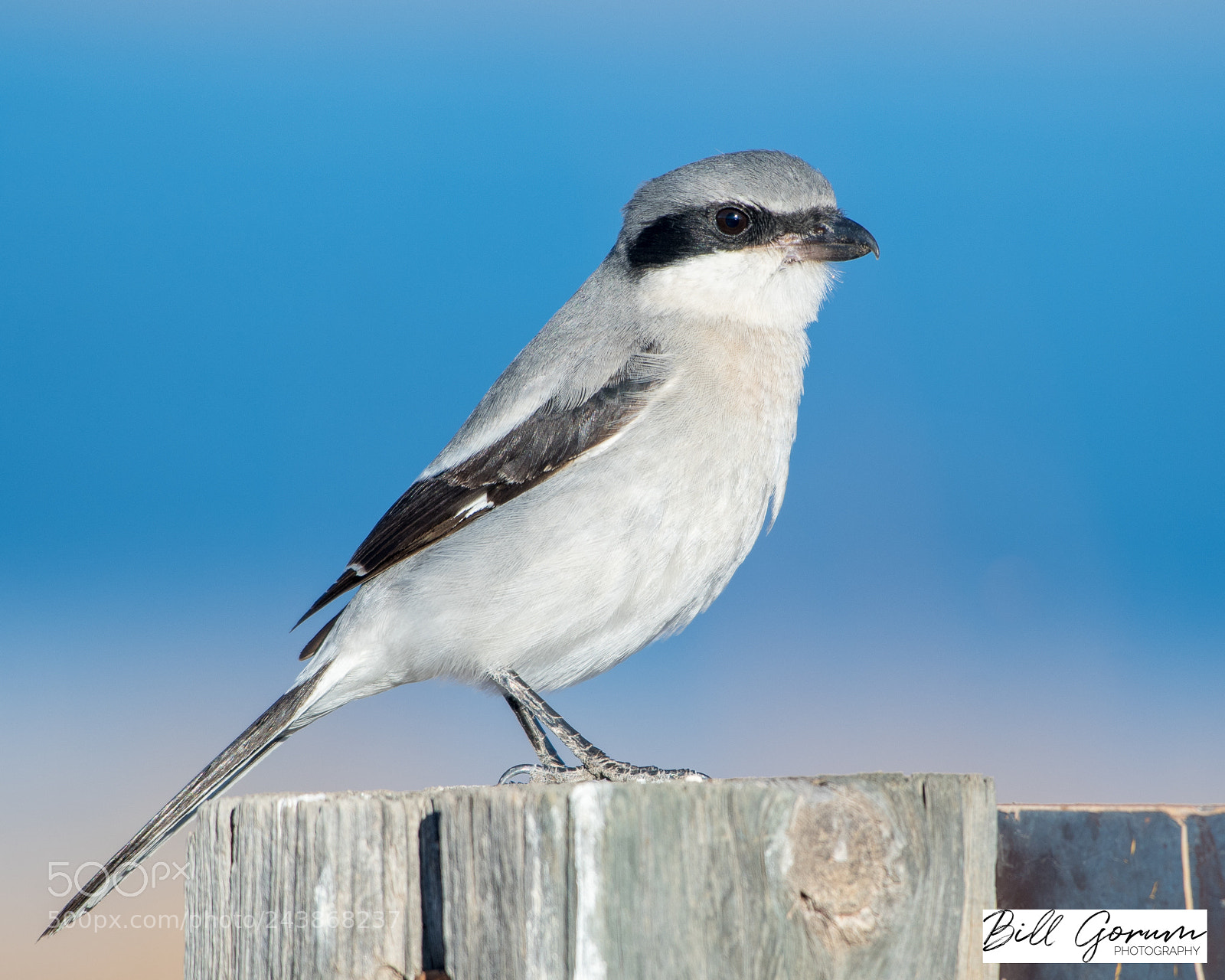Nikon D500 sample photo. Loggerhead shrike photography
