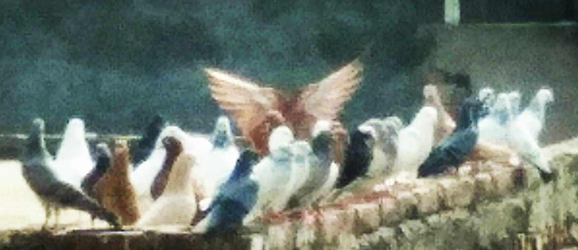 vivo Y55s sample photo. Birds photography
