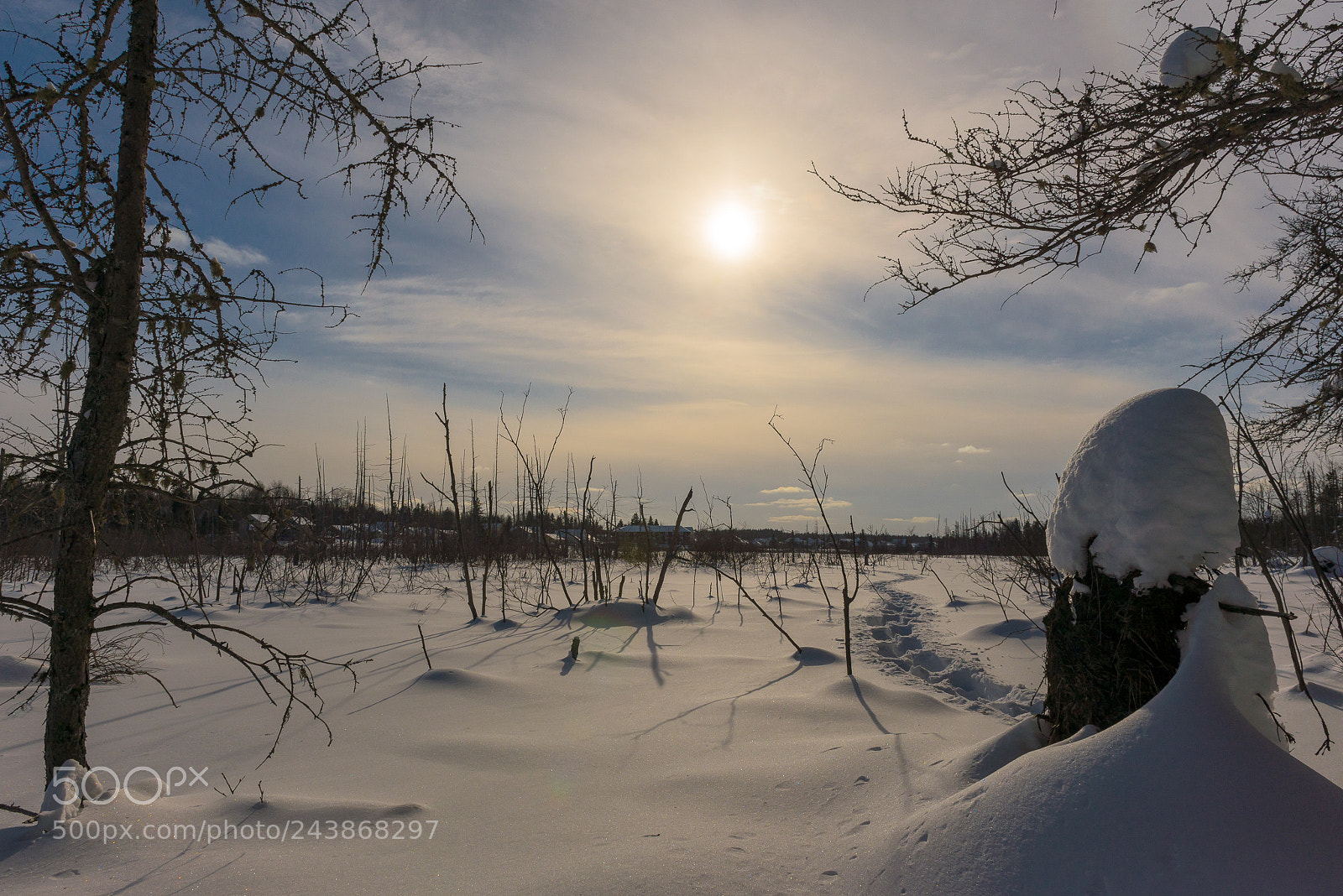 Nikon D600 sample photo. Frozen marsh photography