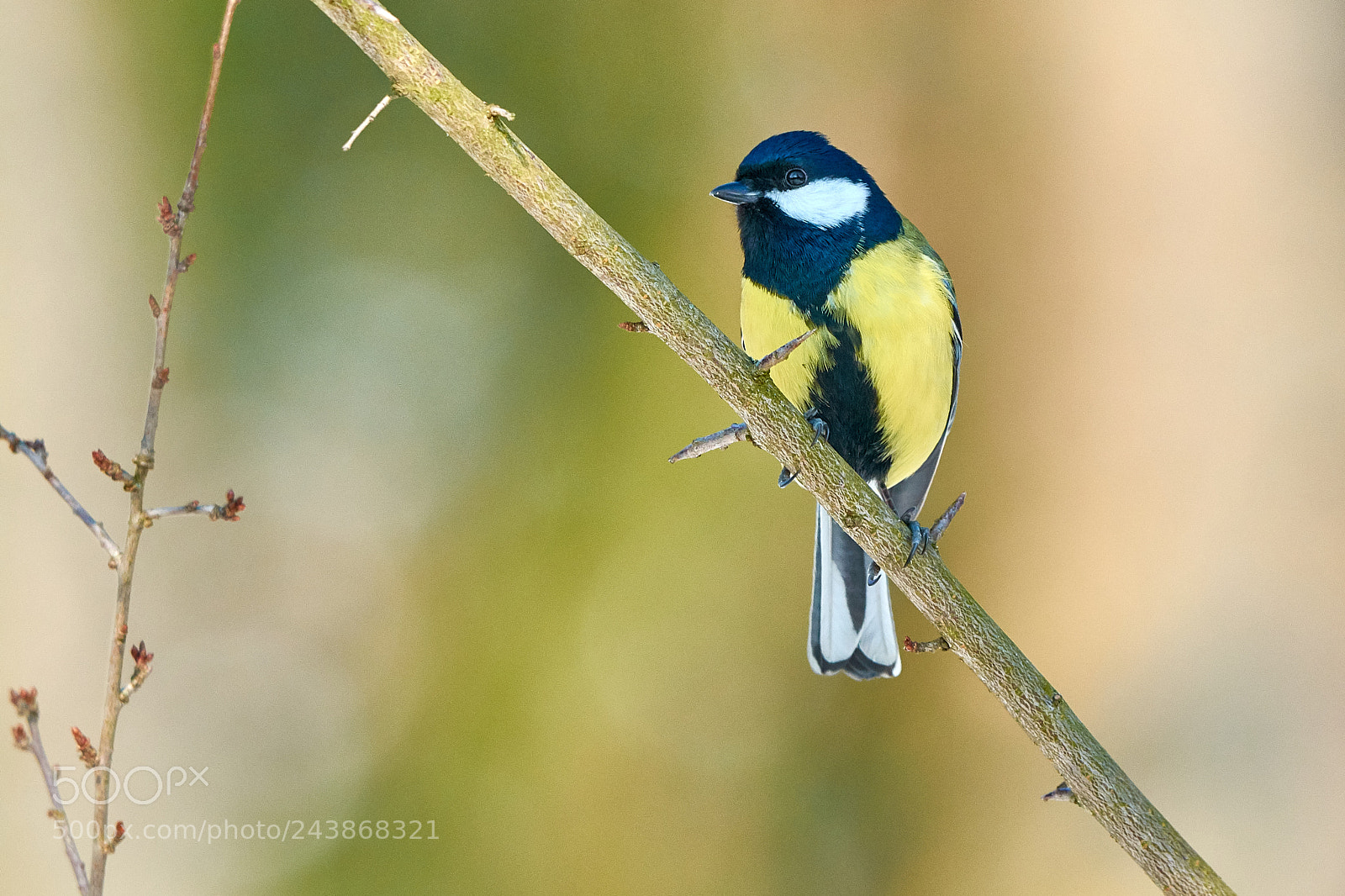 Nikon D7100 sample photo. Great tit photography
