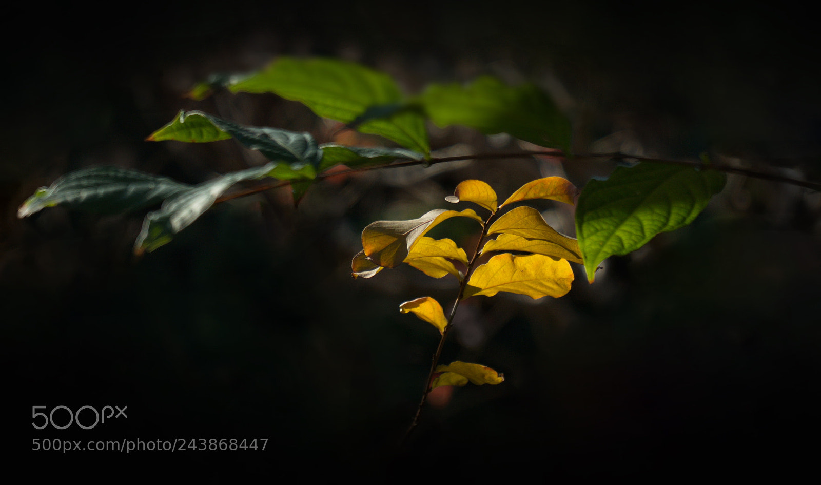 Sony a7 II sample photo. Leaves photography