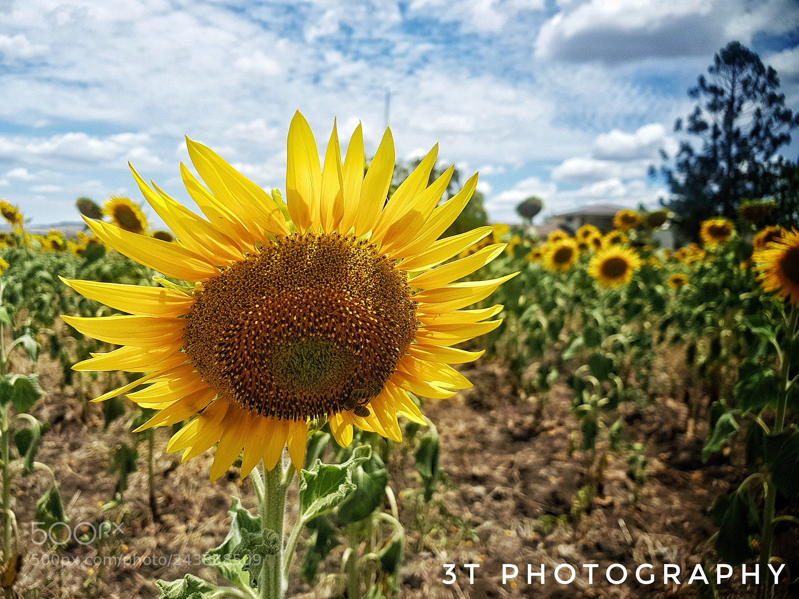 Samsung Galaxy S8+ sample photo. Never enough sunflowers! photography