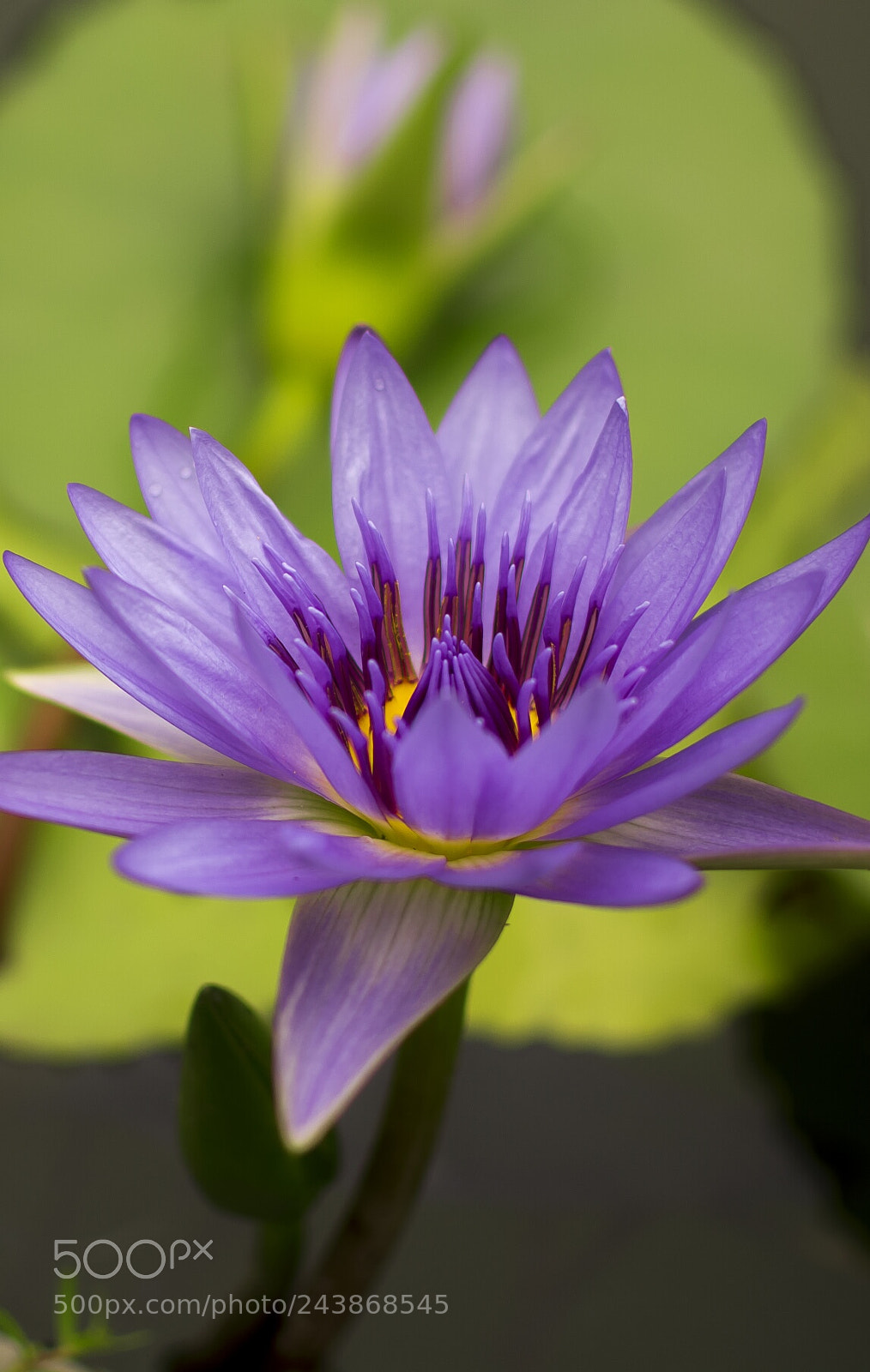 Nikon D7100 sample photo. Untitled photography