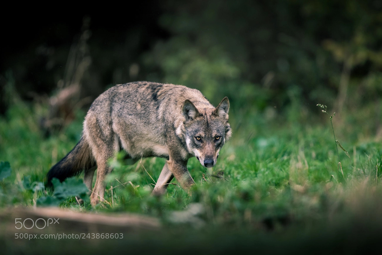 Canon EOS-1D Mark III sample photo. Gray wolf photography